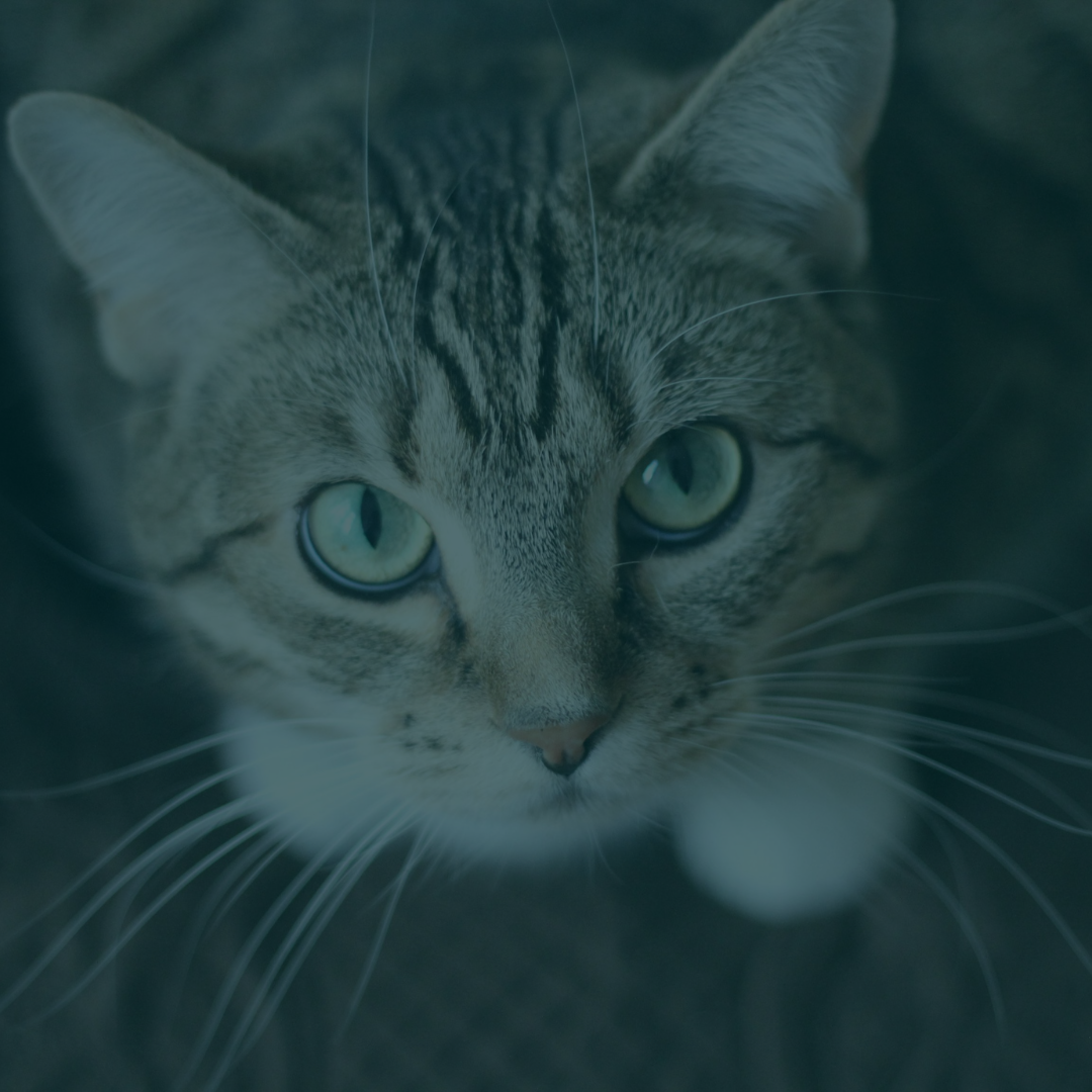 soins animaux Seine-Maritime